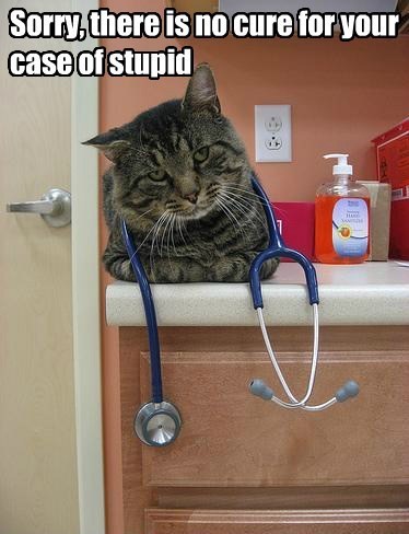 Dr.Cat knows his stuff - meme