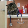 Dr.Cat knows his stuff