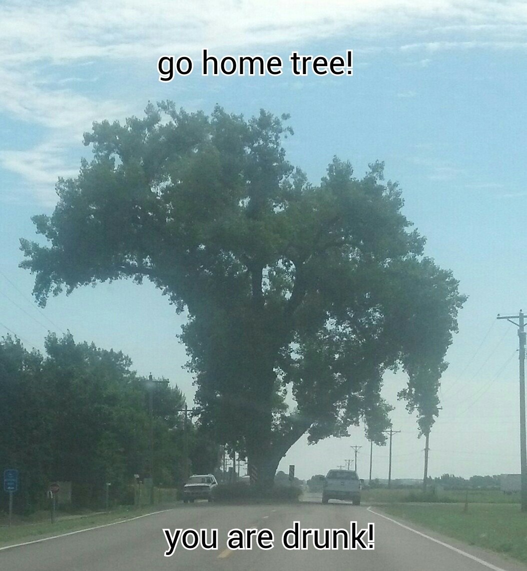 tree splits road - meme