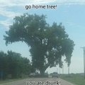 tree splits road