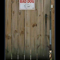Bad dog