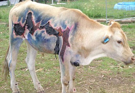 chuck norris cow... this cow was struck by lightning n survived - meme