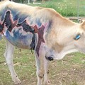 chuck norris cow... this cow was struck by lightning n survived