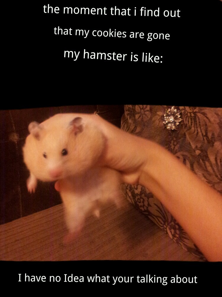 i have no idea!!! - meme