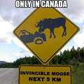 moose the invincible bl2