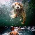 Mascotas al agua