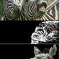 Zebra loca
