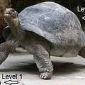 turtles lv's