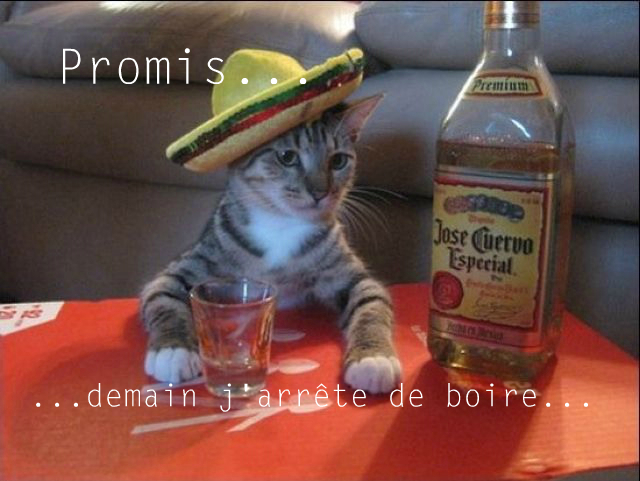 chat alcoolique - meme