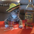 chat alcoolique