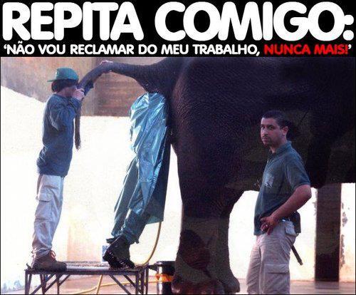 achei q o elefante tava cagando o cara - meme