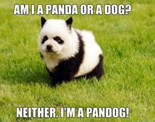 Mighty Pandog - meme