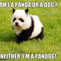 Mighty Pandog