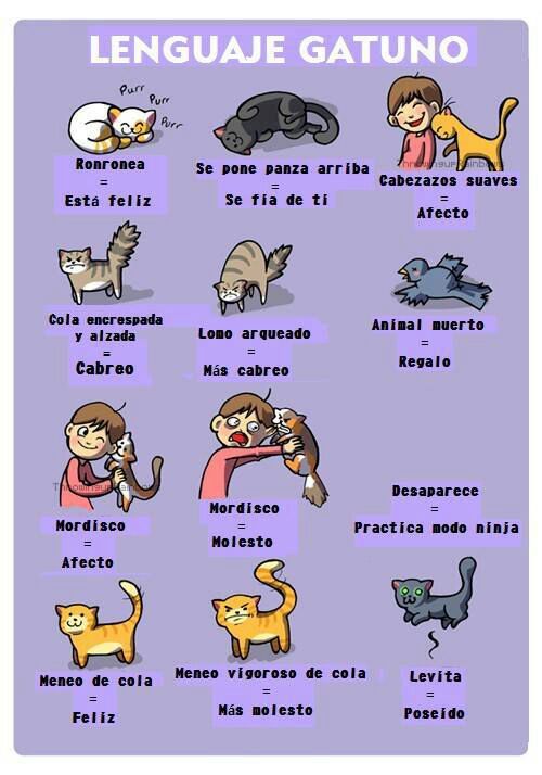 lenguaje de los gatos - meme