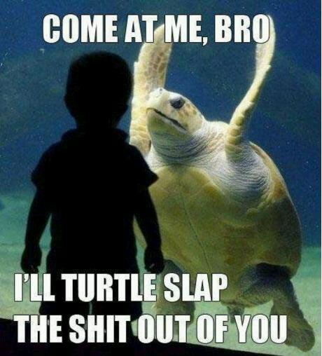 Turtle Slap - meme