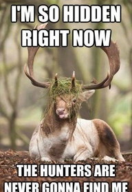 Smartest deer ever - meme