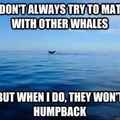worlds most interesting whale
