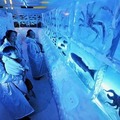 frozen aquarium