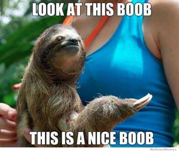 oh sloth not again - meme