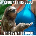 oh sloth not again