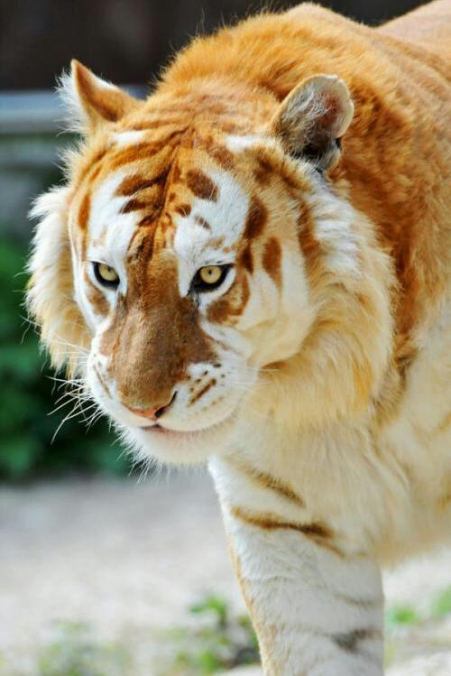 Tigre Dorado, menos de 30 en el mundo - meme