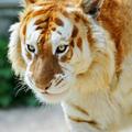 Tigre Dorado, menos de 30 en el mundo