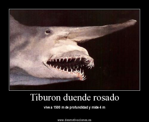 Tiburon duende - meme