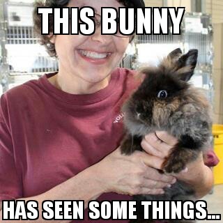 Bunny up for adoption IRL - meme