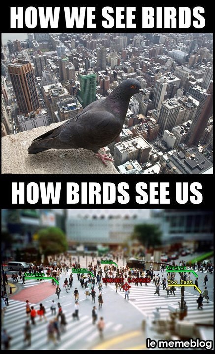 How Birds See Us - meme