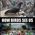 How Birds See Us