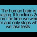 The Human Brain...