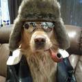 cool dog is cool