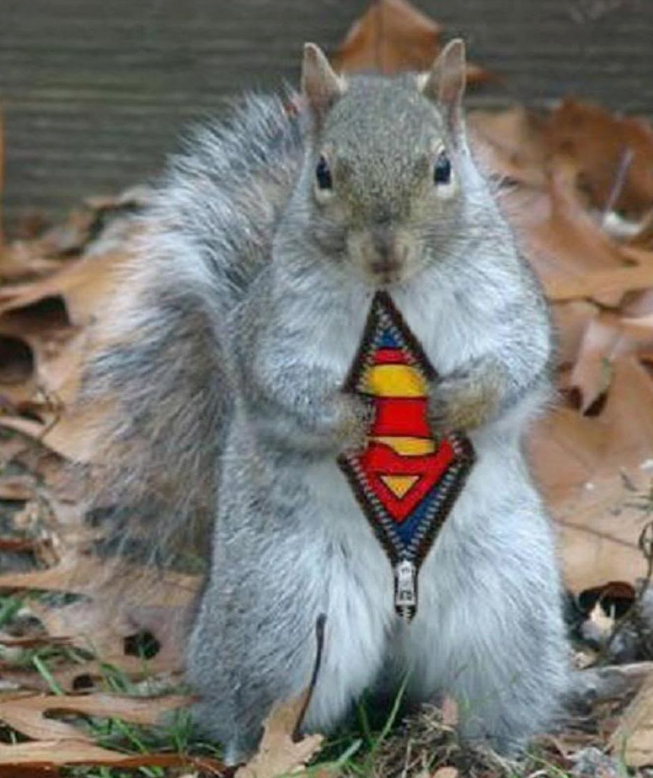 Super squirrel - meme