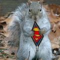Super squirrel