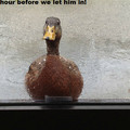 Duck doesn't wanna be wet
