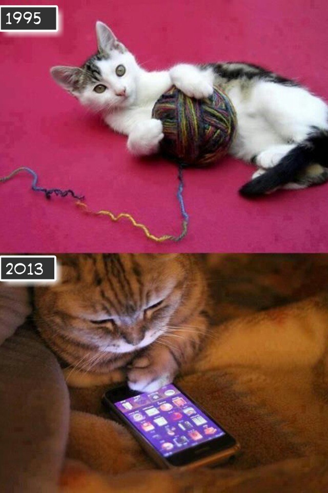 Los gatos evolucionan - meme