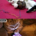 Los gatos evolucionan