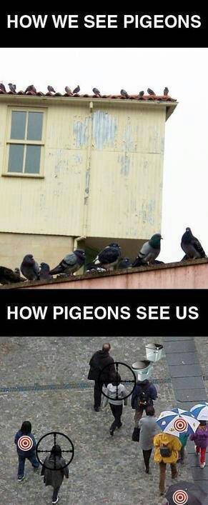 fu**ing pigeons - meme