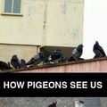fu**ing pigeons