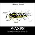 wasps..