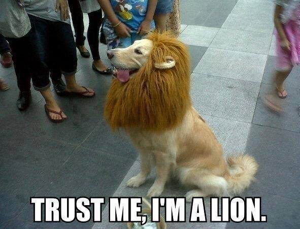 Aslan memes. Best Collection of funny Aslan pictures on iFunny