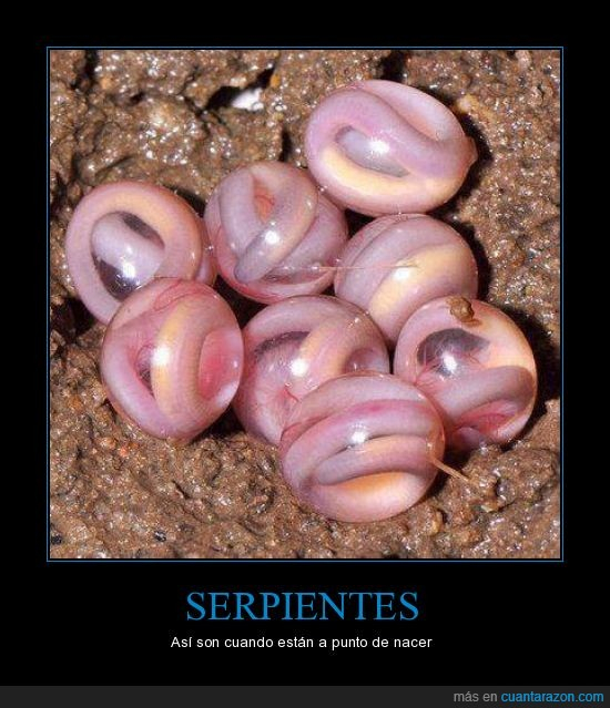 Serpientes - meme