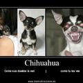 chihuahuas