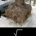 the tree that ruined math for all of us