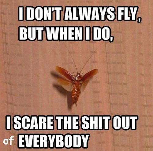 Fly... - meme
