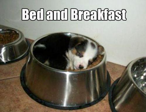 bed and breakfast done right - meme