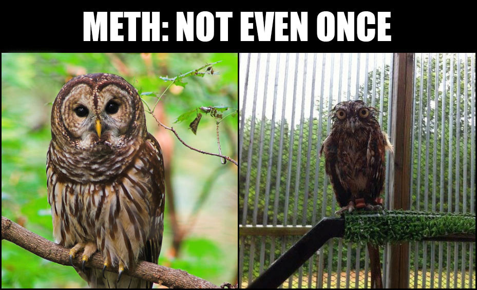 owli - meme