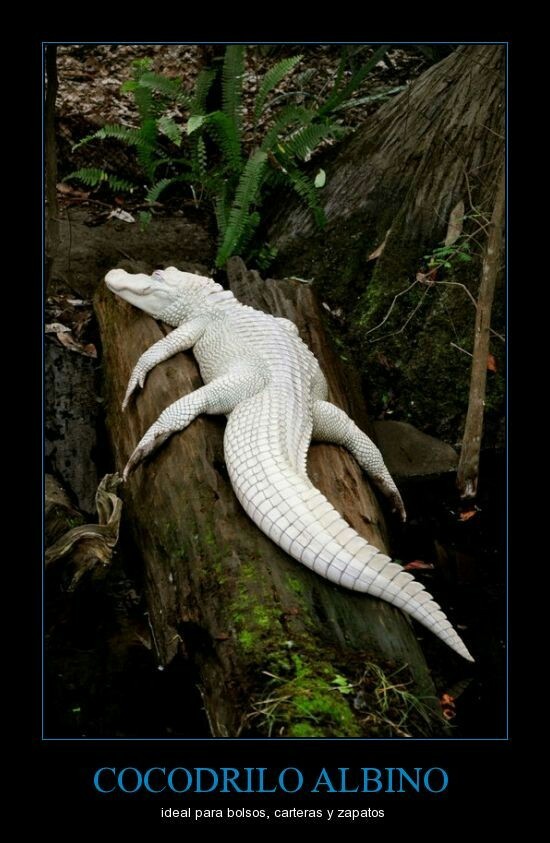 cocodrilo albino - meme