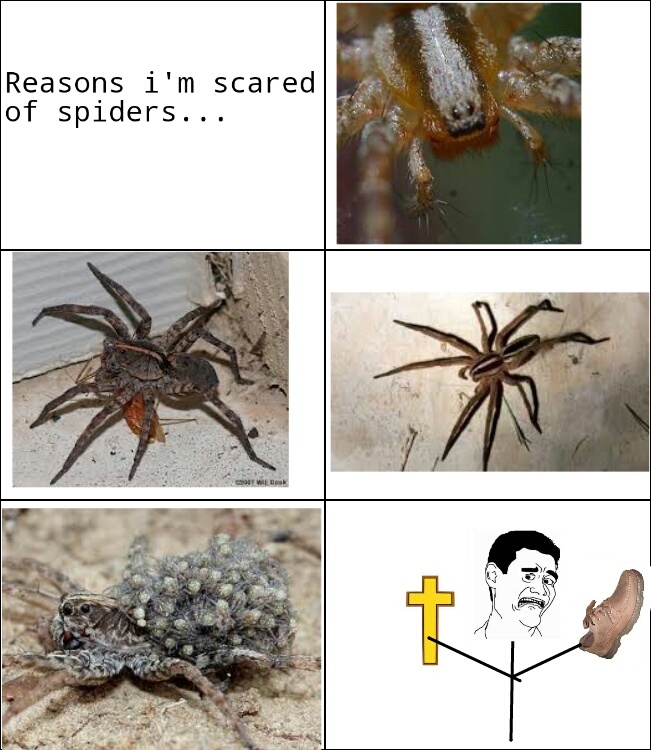 scary spiders everywhere - meme