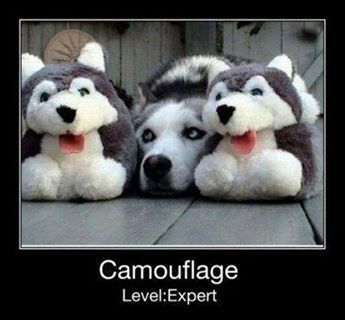 Camouflage: level expert - meme